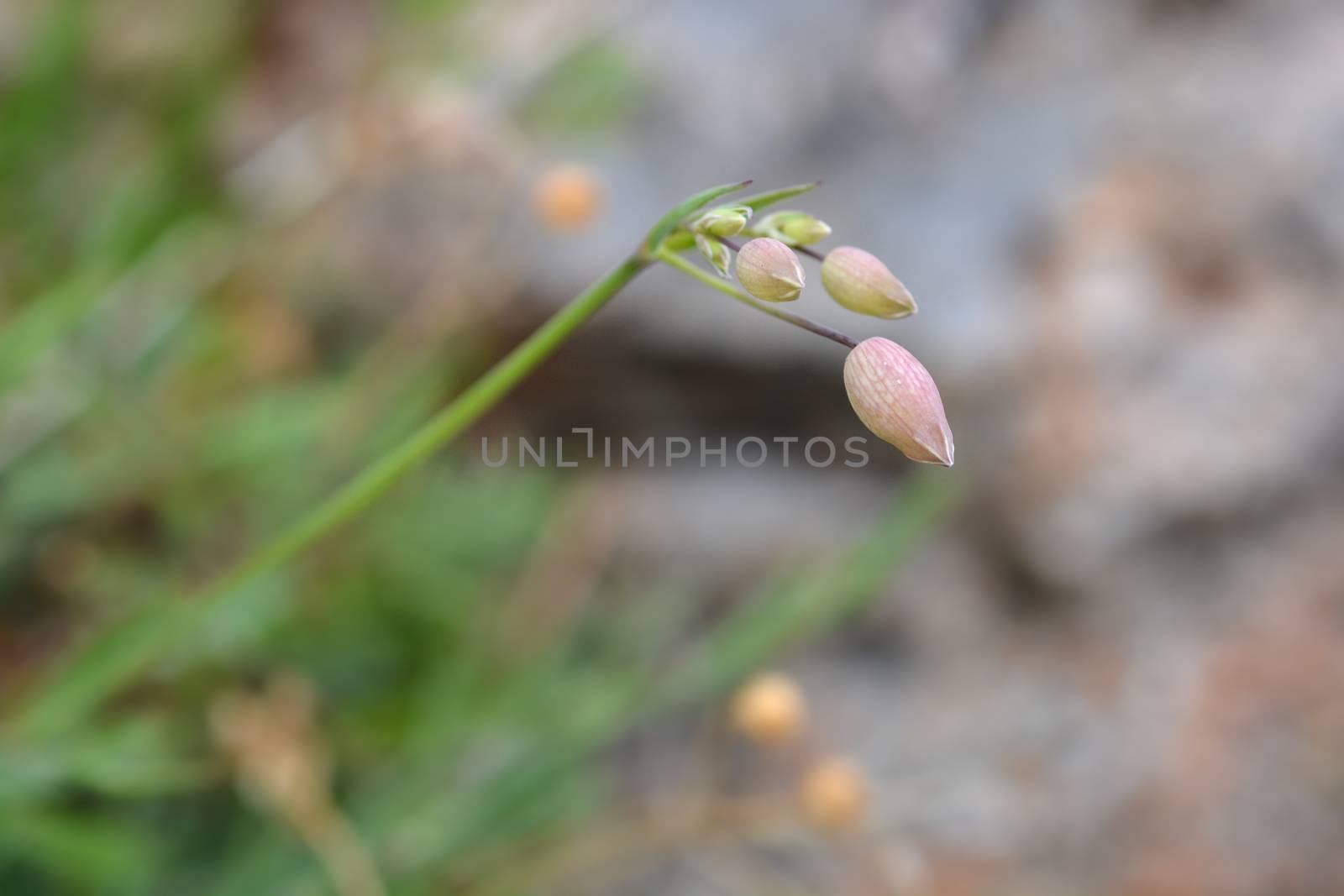 Bladder campion - Latin name - Silene vulgaris