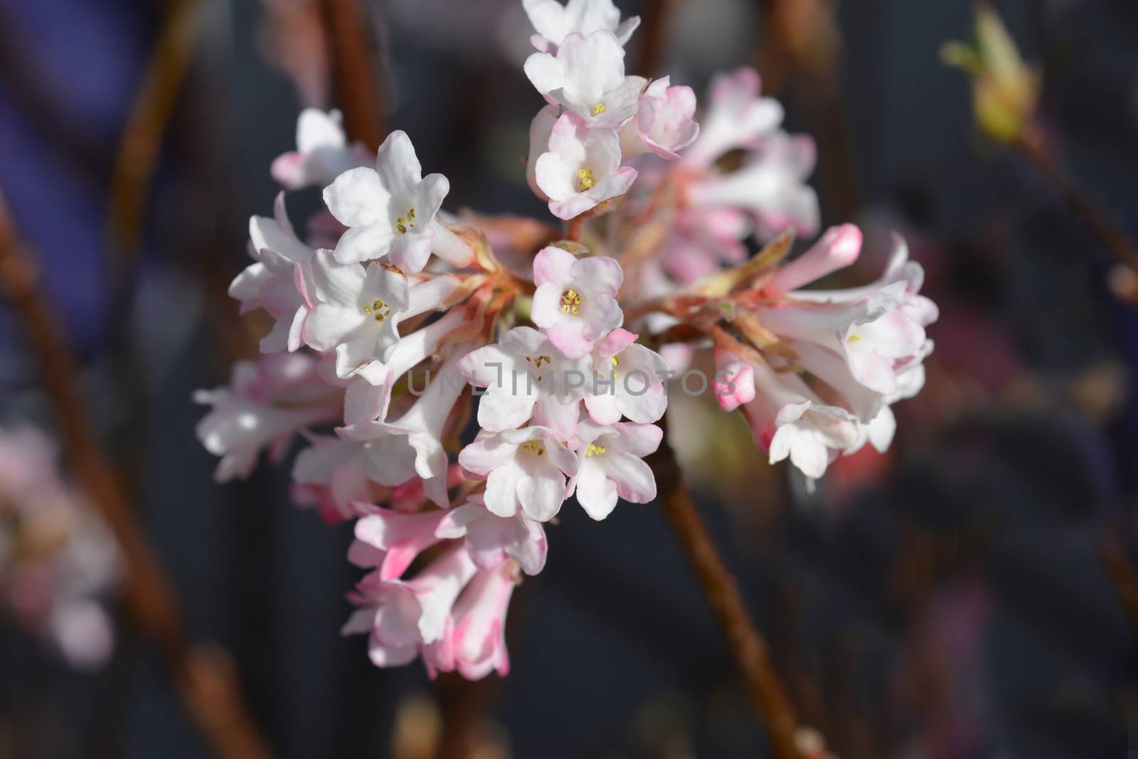 Arrowwood Dawn - Latin name - Viburnum * bodnantense Dawn