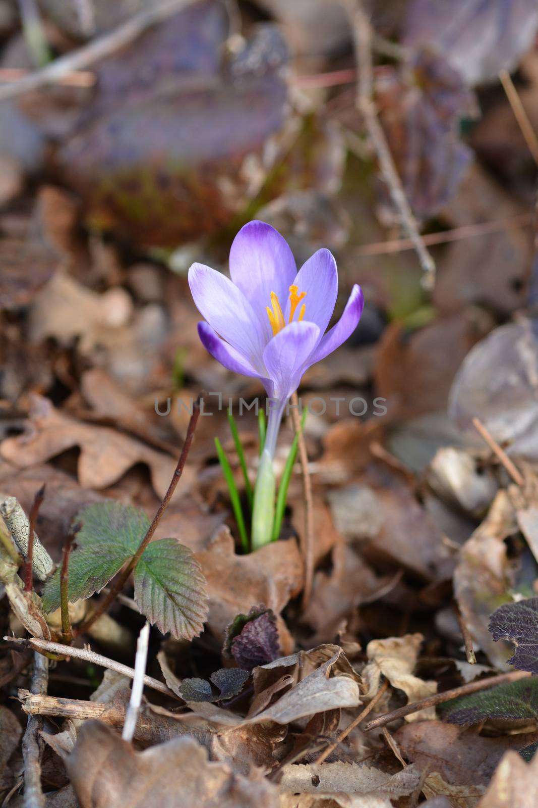 Spring Crocus by nahhan