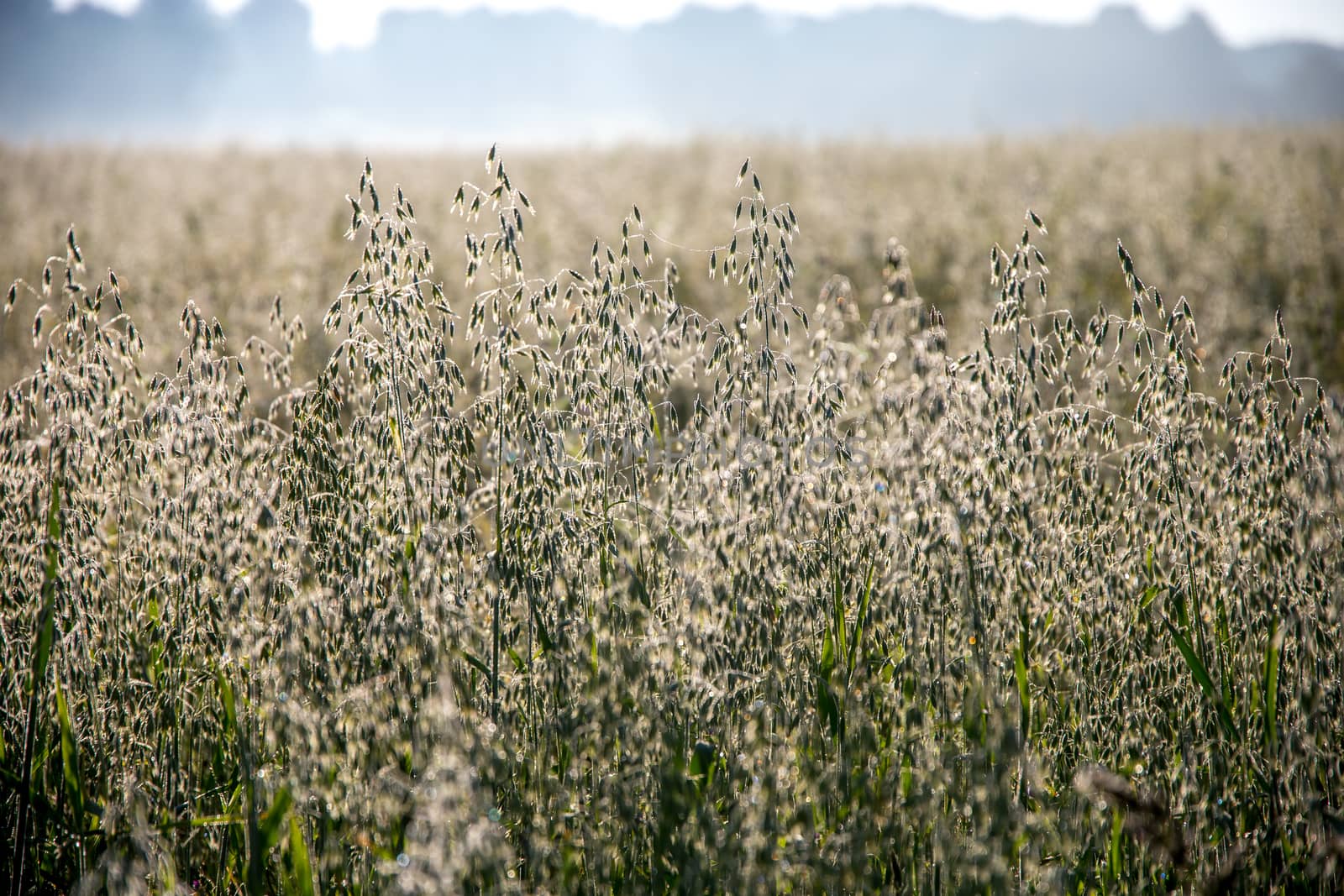 Background created with a close up of a cereal field in Latvia. Growing a natural product. Fog on cereal fieldCereal is a grain used for food, for example wheat, maize, or rye. 

