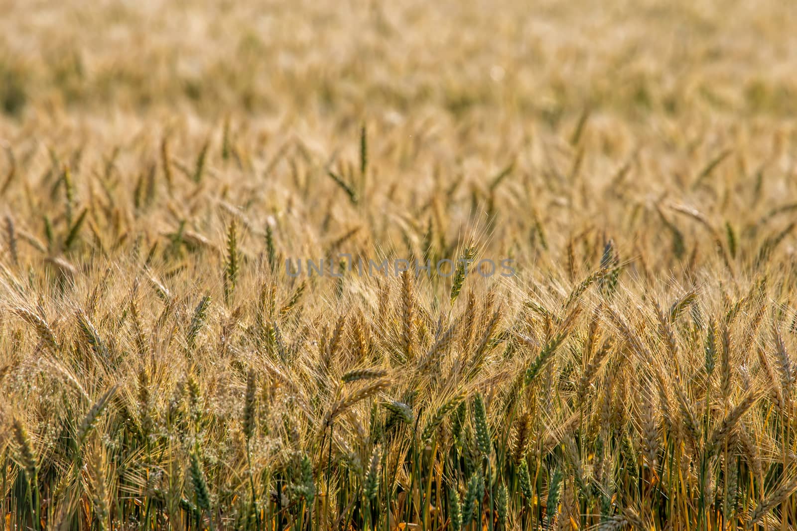 Background created with a close up of a cereal field in Latvia. Growing a natural product. Cereal is a grain used for food, for example wheat, maize, or rye. 

