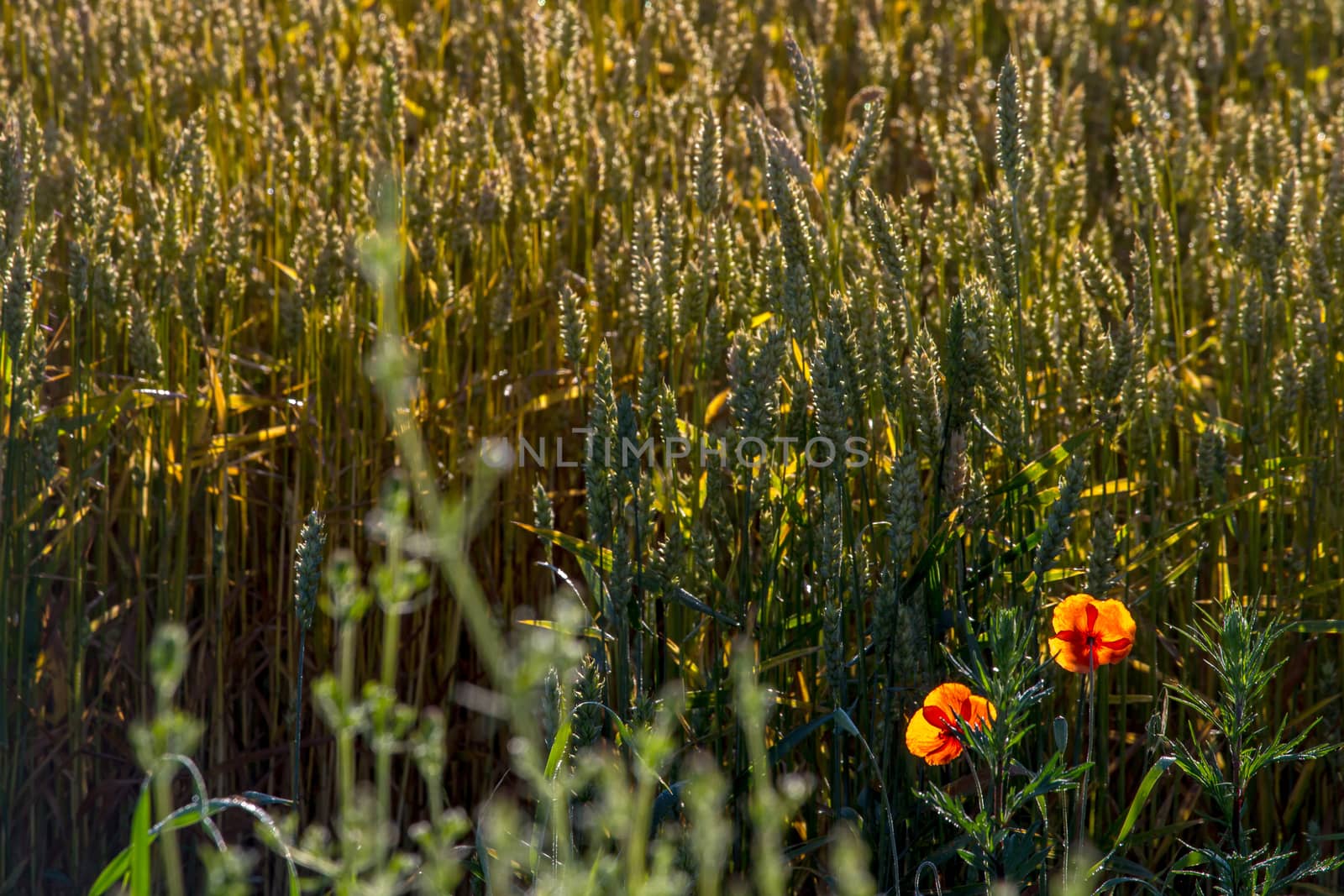 Background created with a close up of a cereal field in Latvia. Poppy in cereal field. Growing a natural product. Cereal is a grain used for food, for example wheat, maize, or rye. 


