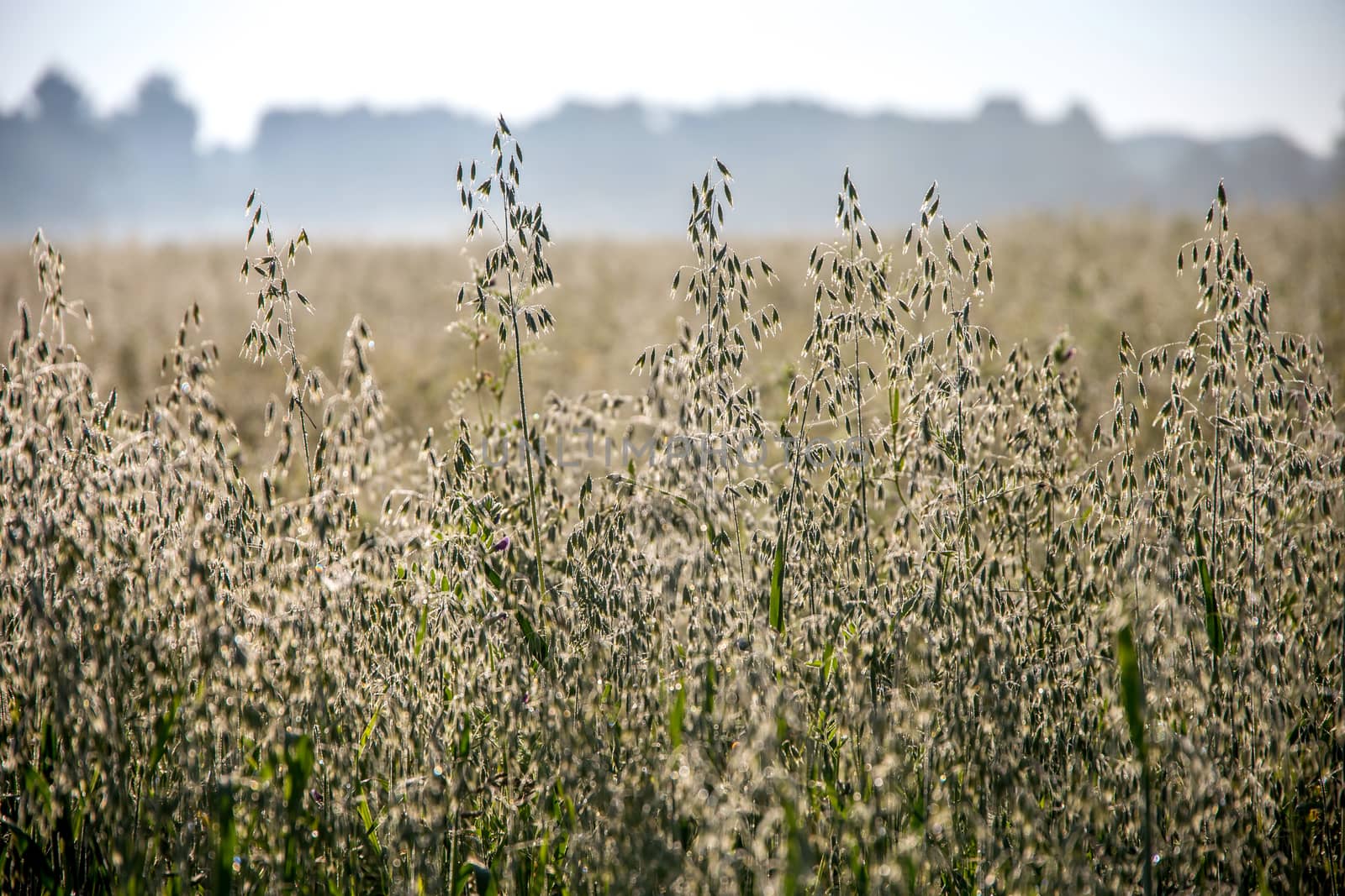 Background created with a close up of a cereal field in Latvia. Growing a natural product. Fog on cereal fieldCereal is a grain used for food, for example wheat, maize, or rye. 

