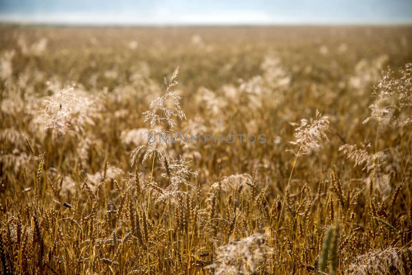 Background created with a close up of a cereal field in Latvia. Growing a natural product. Cereal is a grain used for food, for example wheat, maize, or rye. 

