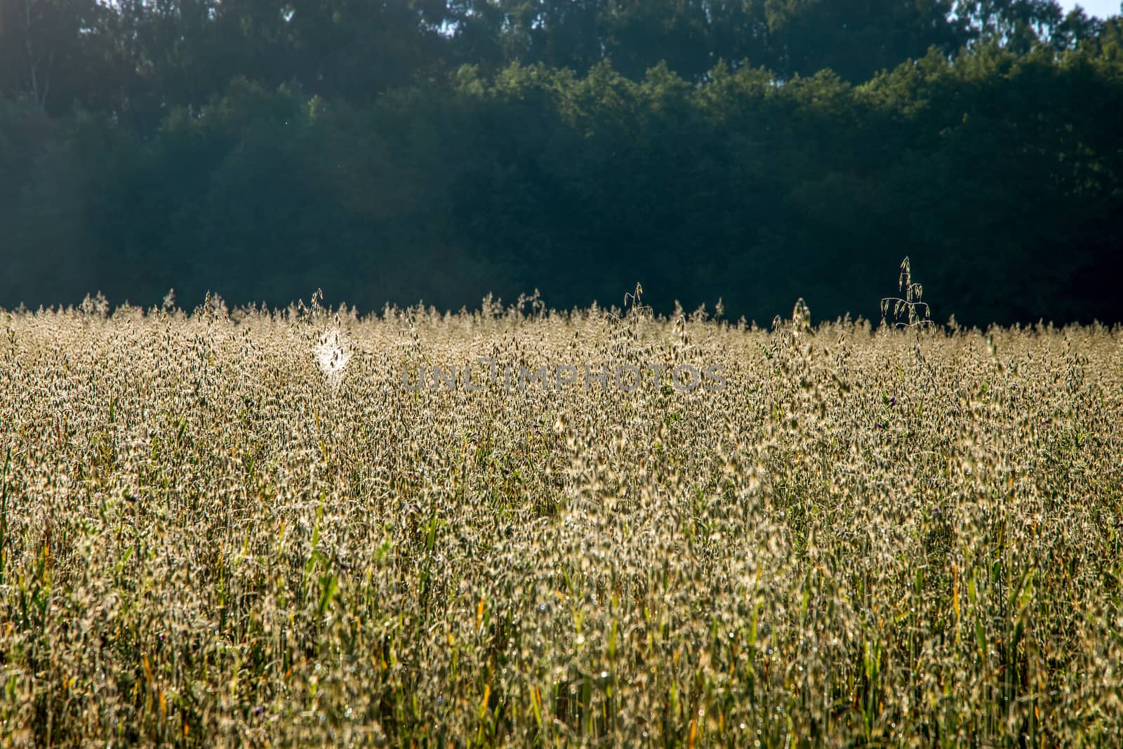 Background created with a close up of a cereal field in Latvia. Forest behind the cereal field. Cereal is a grain used for food, for example wheat, maize, or rye. 

