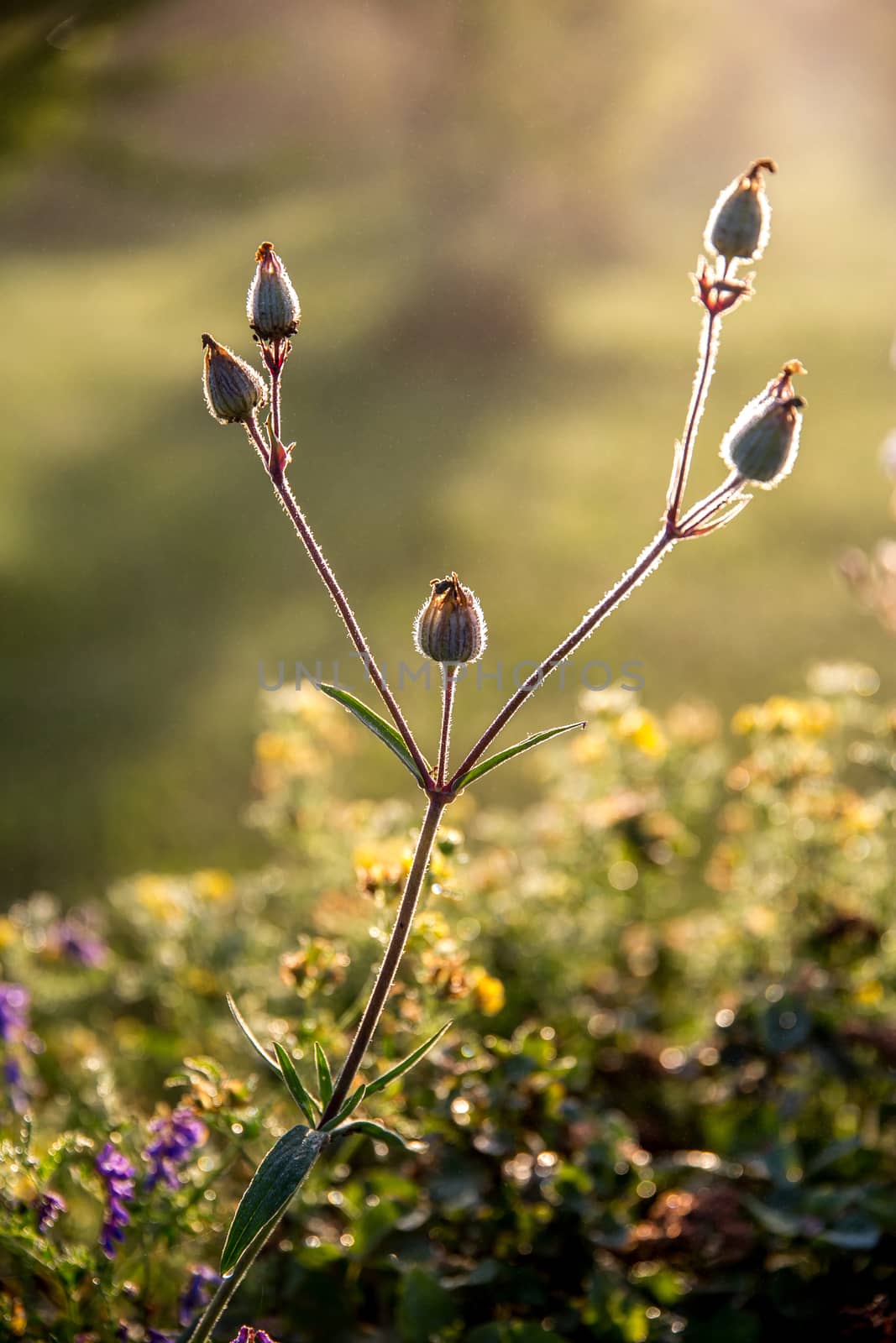 Blooming flowers on a green grass. Meadow with wild flowers. Flowers is seed-bearing part of a plant, consisting of reproductive organs that are typically surrounded by a brightly coloured petals and green calyx. 

