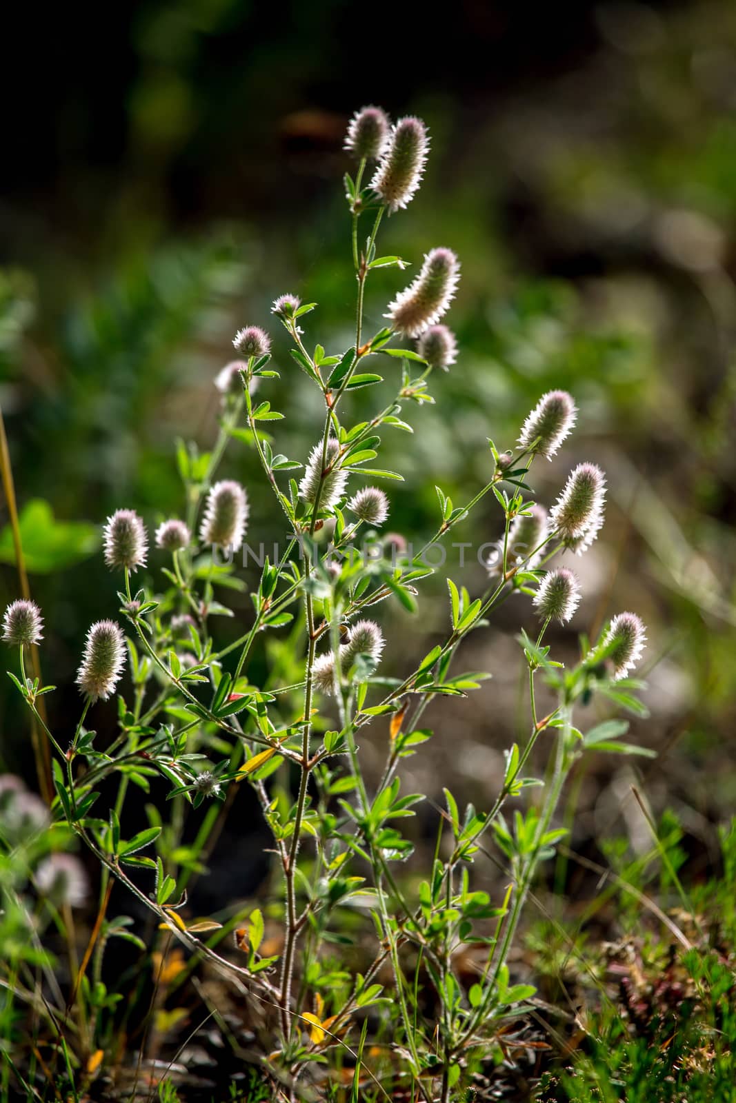 Blooming flowers on a green grass. Meadow with wild flowers. Flowers is seed-bearing part of a plant, consisting of reproductive organs that are typically surrounded by a brightly coloured petals and green calyx. 

