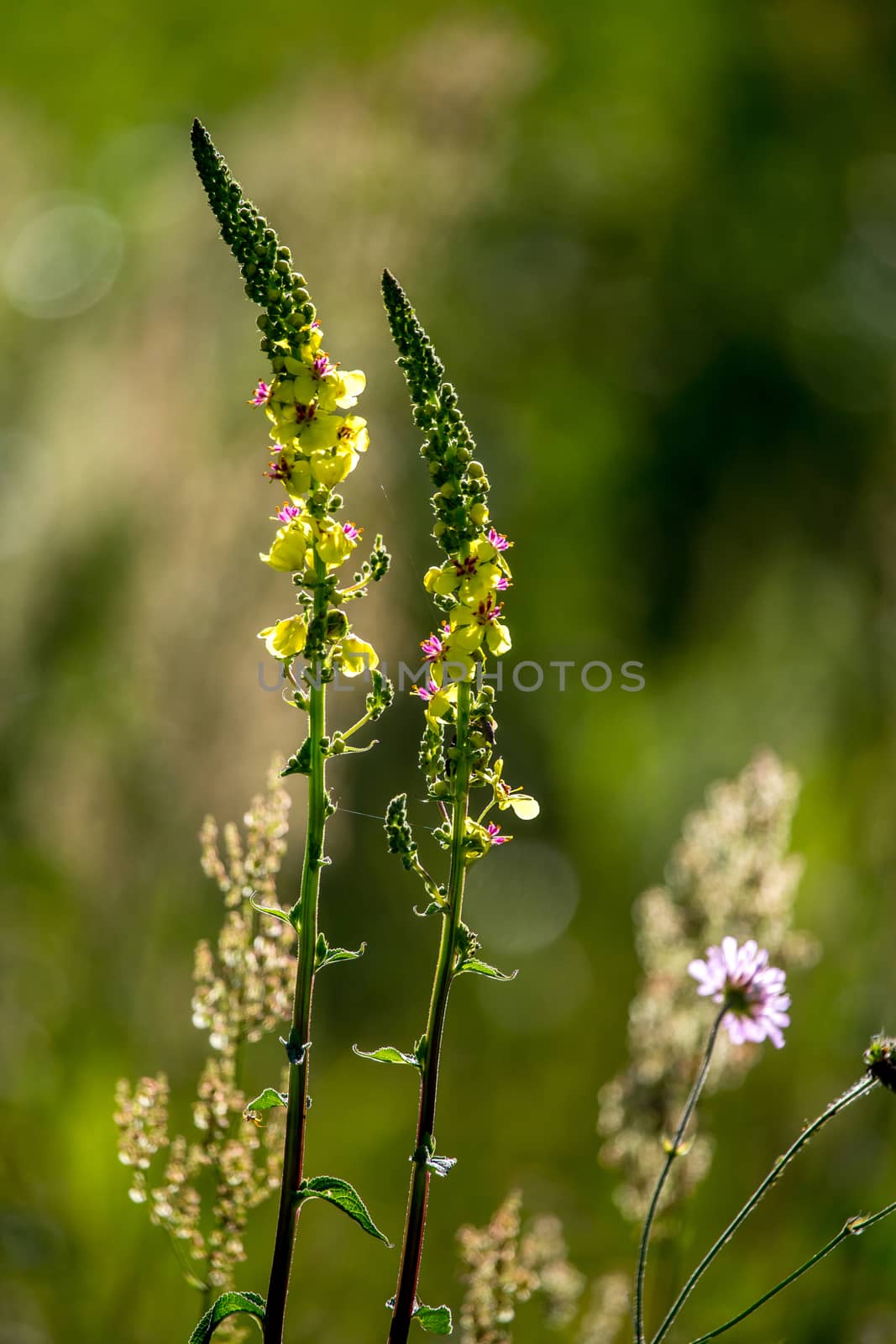 Blooming flowers on a green grass. Meadow with wild flowers. Flowers is seed-bearing part of a plant, consisting of reproductive organs that are typically surrounded by a brightly coloured petals and green calyx. 

