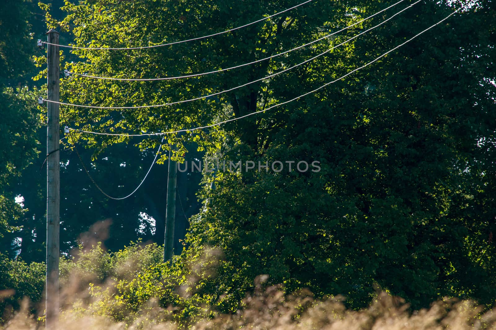 High-voltage power line on wooden poles glade near the forest. Electricity poles in field. Grass, forest and blue sky background, Latvia. 