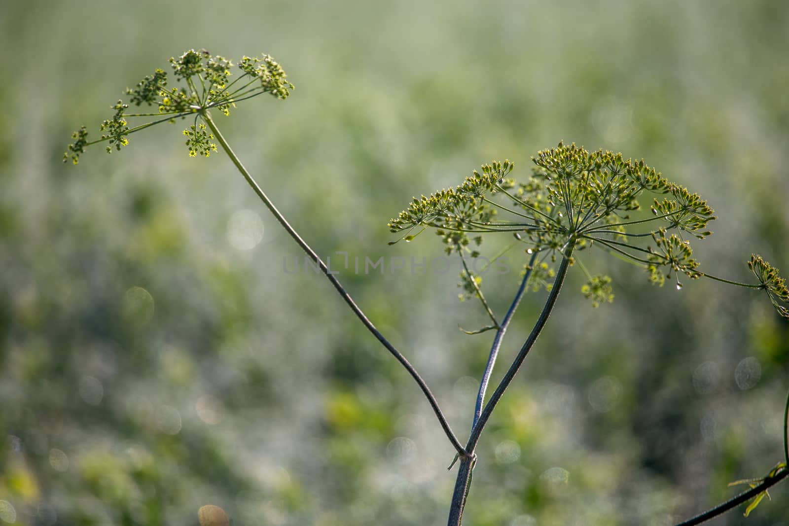 Weed on a green grass. Closeup of rural weed. Wild grass. Nature meadow. Background of weed on field. Plant is living organism of the kind exemplified by trees, shrubs, herbs, grasses, ferns, and mosses, typically growing in a permanent site. 

