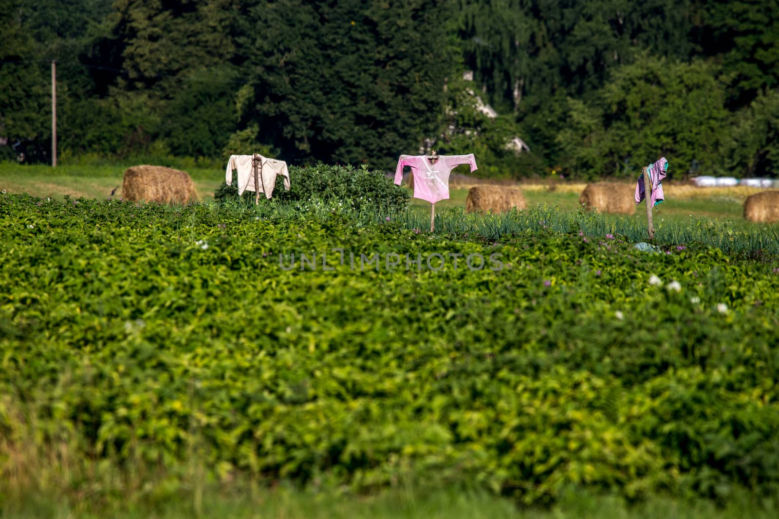 Scarecrows in vegetable garden on summer time, Latvia. Scarecrow is an object made to resemble a human figure, set up to scare birds away from a field where crops are growing.

