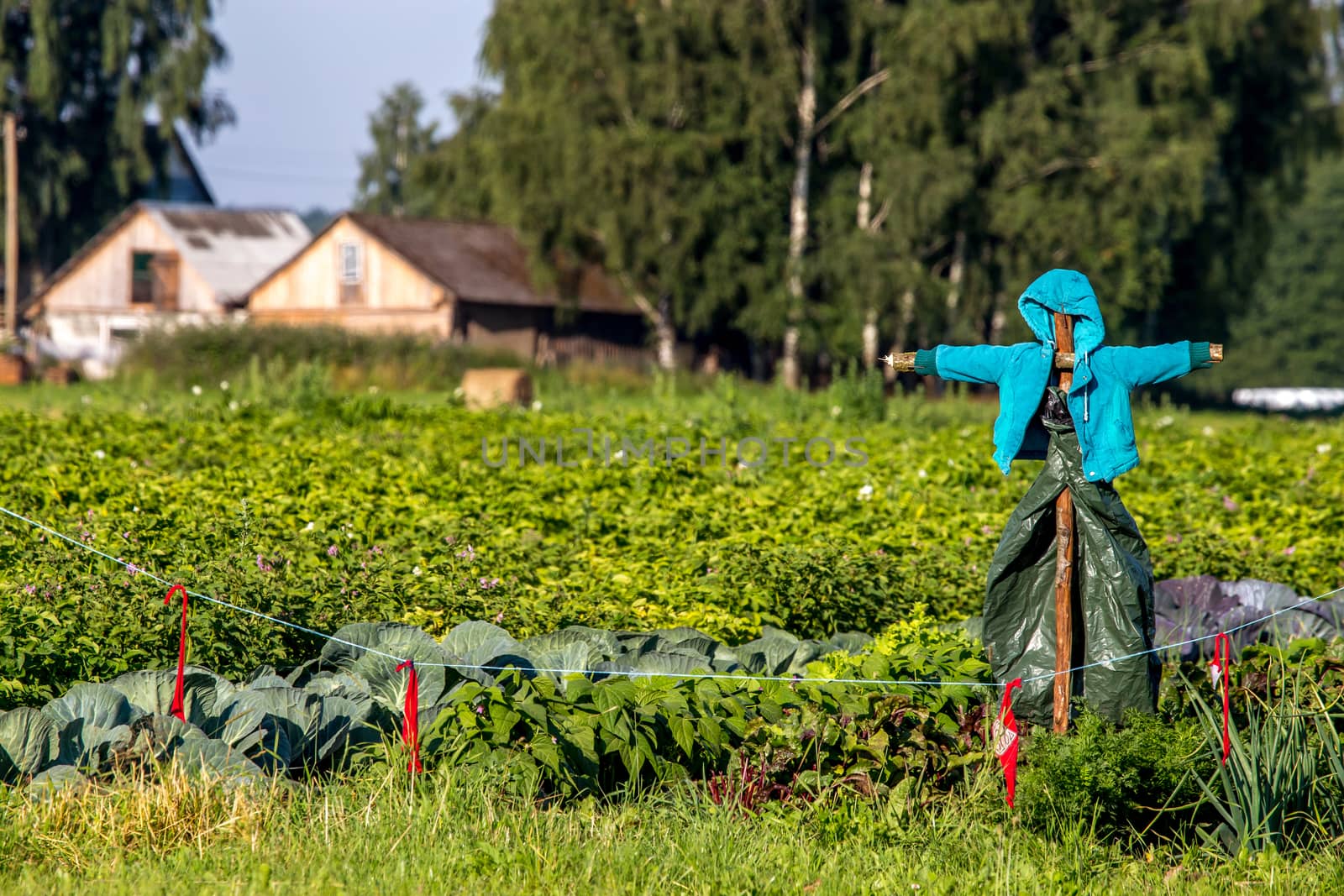 Scarecrow in vegetable garden on summer time, Latvia. Scarecrow is an object made to resemble a human figure, set up to scare birds away from a field where crops are growing.

