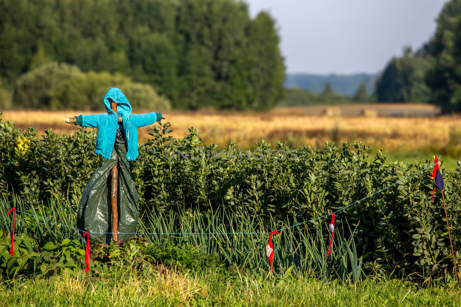 Scarecrow in vegetable garden on summer time, Latvia. Scarecrow is an object made to resemble a human figure, set up to scare birds away from a field where crops are growing.

