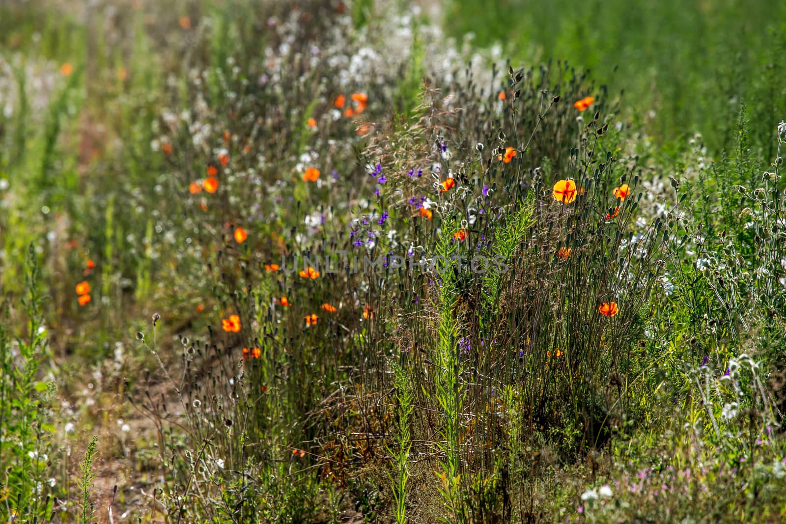 Blooming flowers on green grass at roadside. Meadow with wild flowers. Flowers is seed-bearing part of a plant, consisting of reproductive organs that are typically surrounded by a brightly coloured petals and green calyx. 

