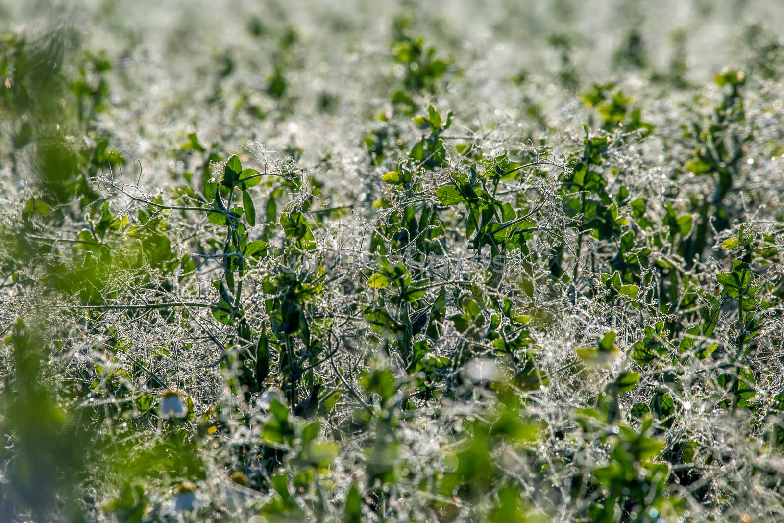 Close up of fresh thick field with water drops after the rain. Dew drops on green field in Latvia. Background of wet grass. Dew is tiny drops of water that form on cool surfaces at night, when atmospheric vapour condenses.

