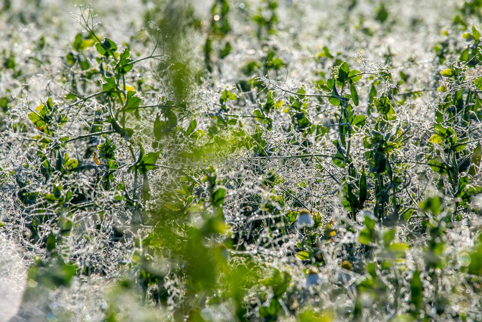 Close up of fresh thick field with water drops after the rain. Dew drops on green field in Latvia. Background of wet grass. Dew is tiny drops of water that form on cool surfaces at night, when atmospheric vapour condenses.

