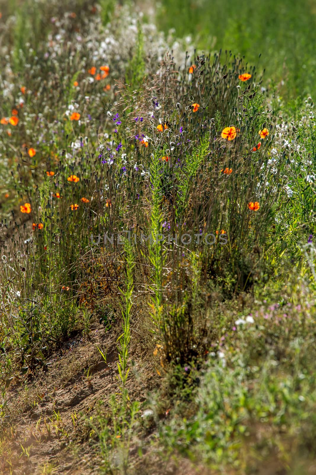 Blooming flowers on green grass at roadside. Meadow with wild flowers. Flowers is seed-bearing part of a plant, consisting of reproductive organs that are typically surrounded by a brightly coloured petals and green calyx. 

