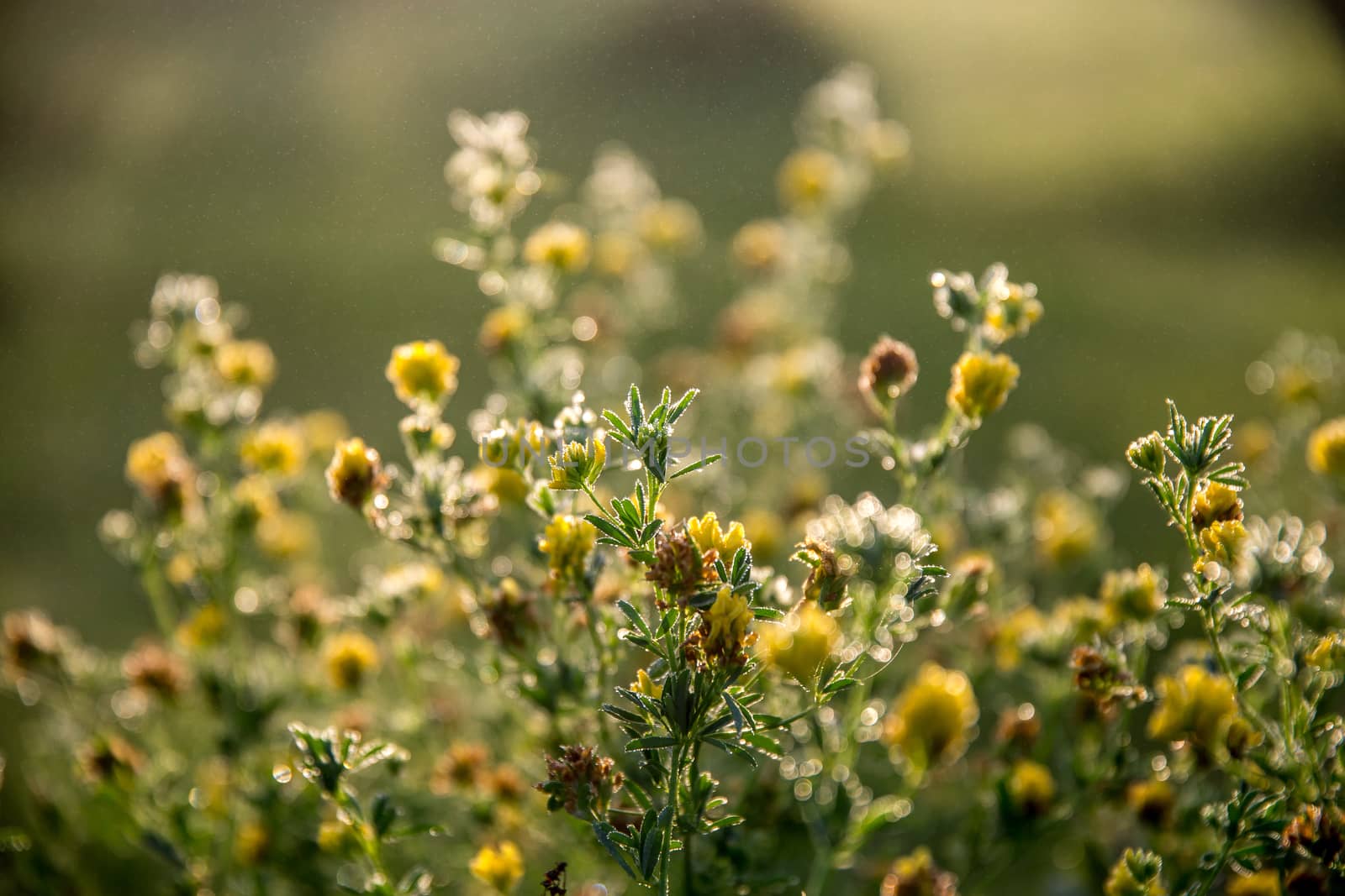 Blooming yellow flowers on a green grass. Meadow with wild flowers. Flowers is seed-bearing part of a plant, consisting of reproductive organs that are typically surrounded by a brightly coloured petals and green calyx. 