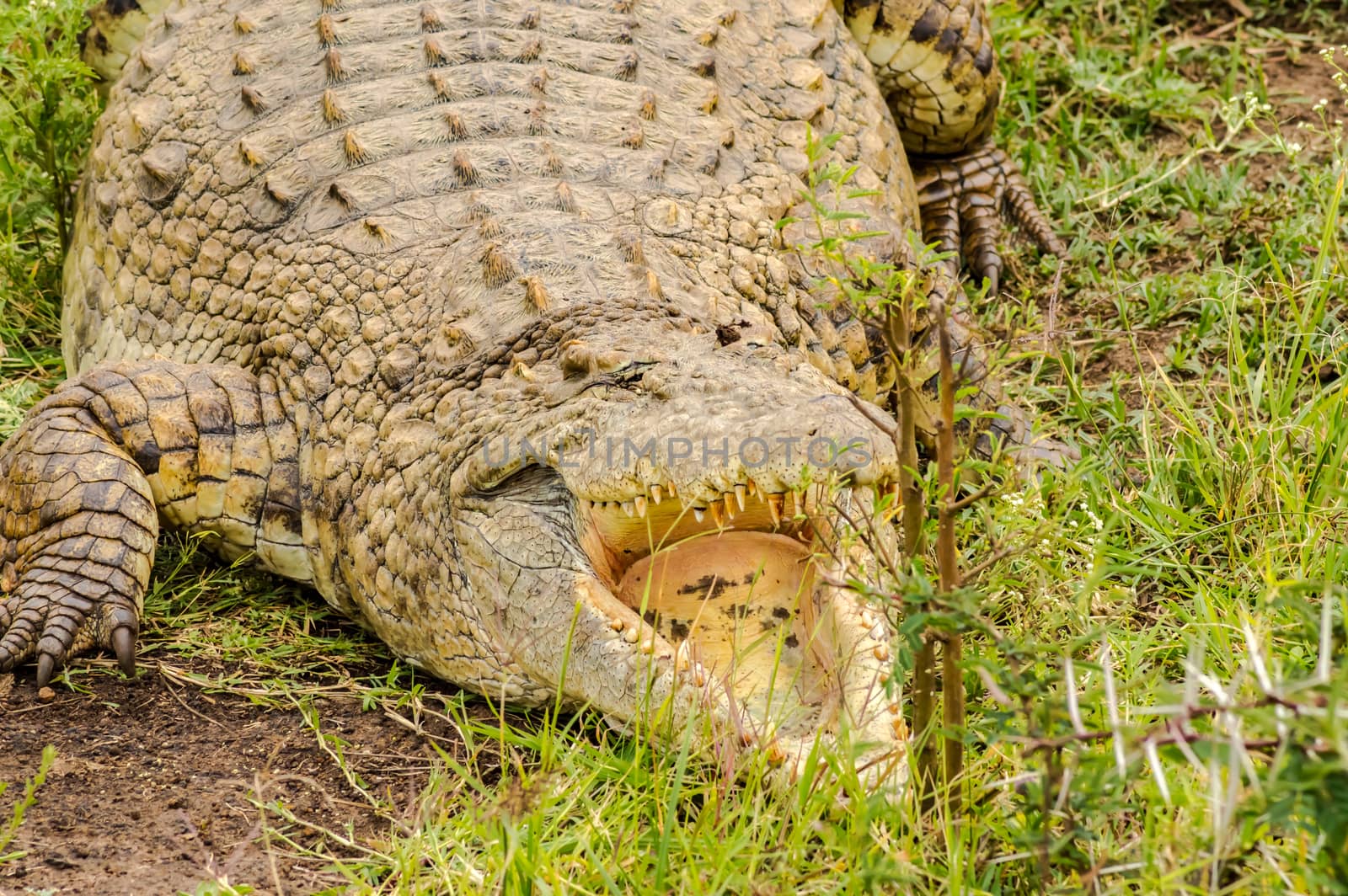 Crocodile mouth open in Nairobi park Kenya Kenya Africa