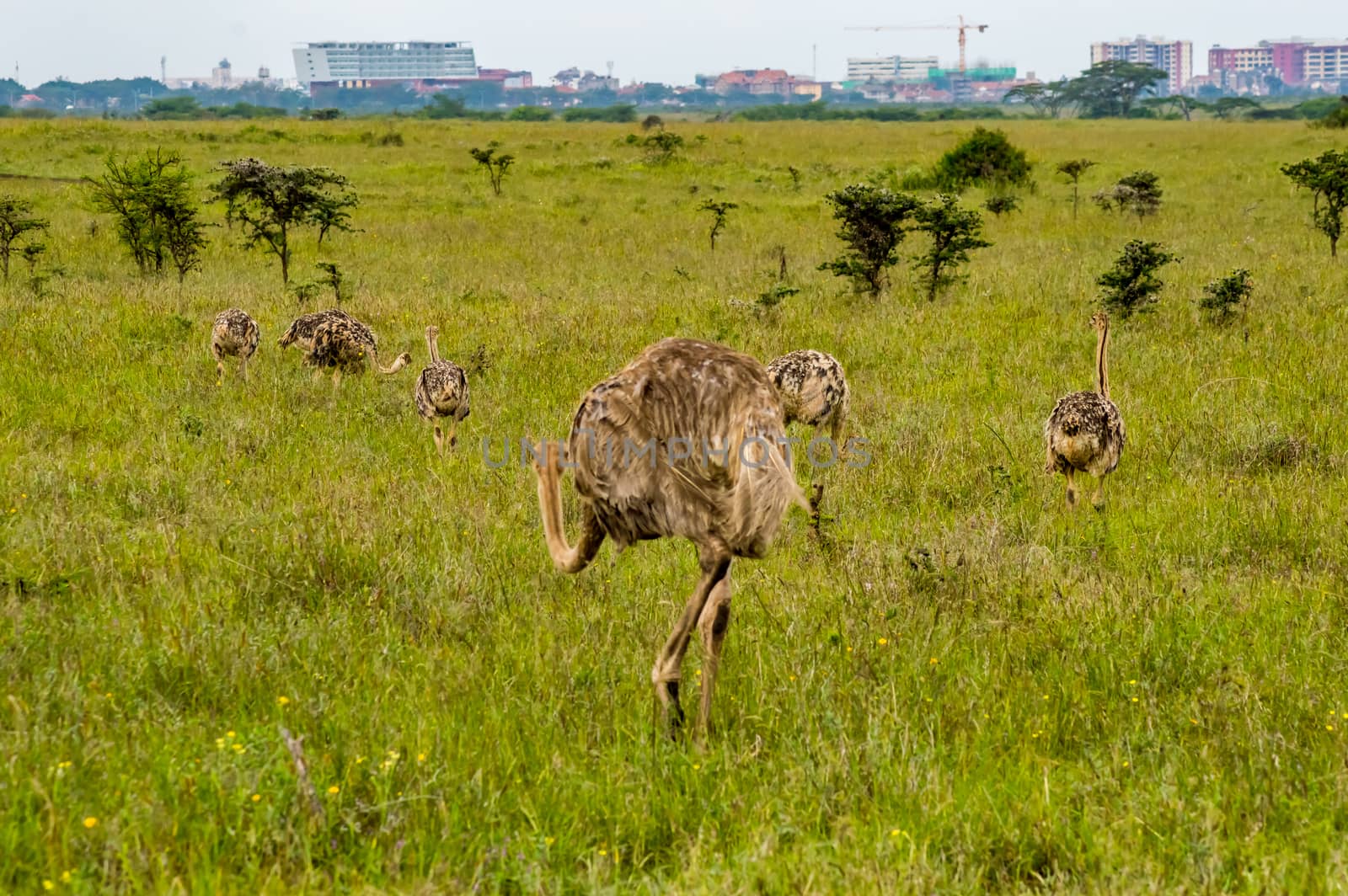 Female Ostrich and cubs in the savannah of Nairobi Park in central Kenya