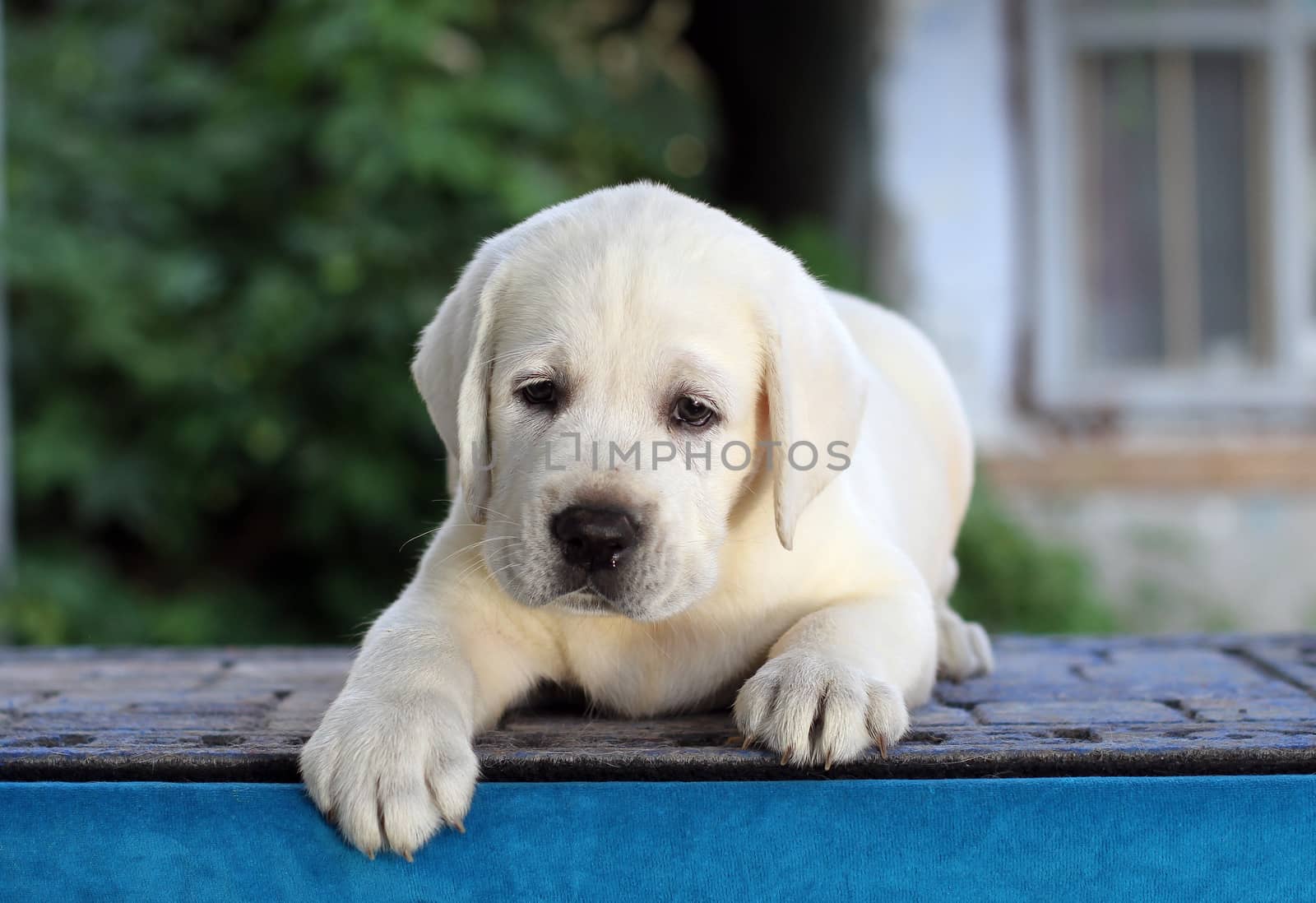 the little yellow labrador puppy sitting on blue background
