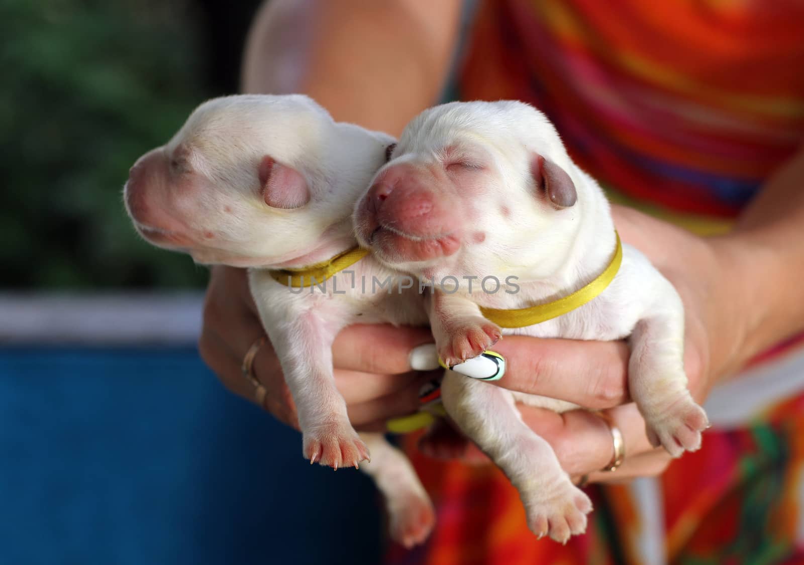 two little newborn labrador puppies in spring