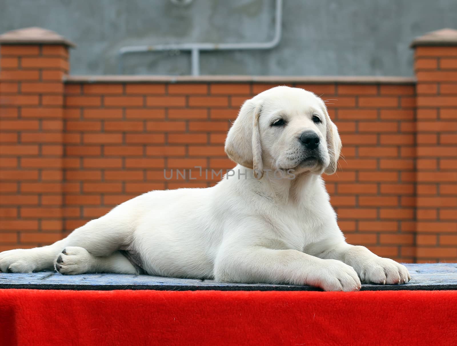 the little yellow labrador puppy sitting on red background