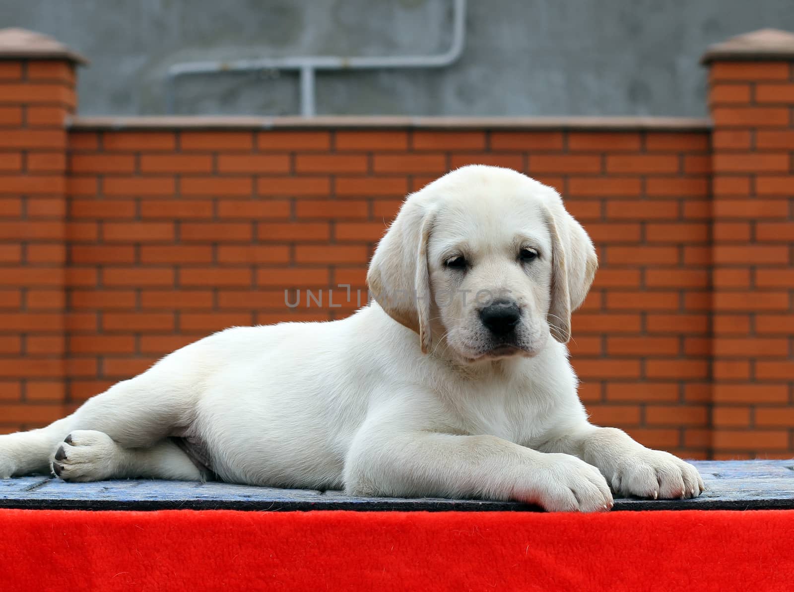 a little yellow labrador puppy sitting on red background