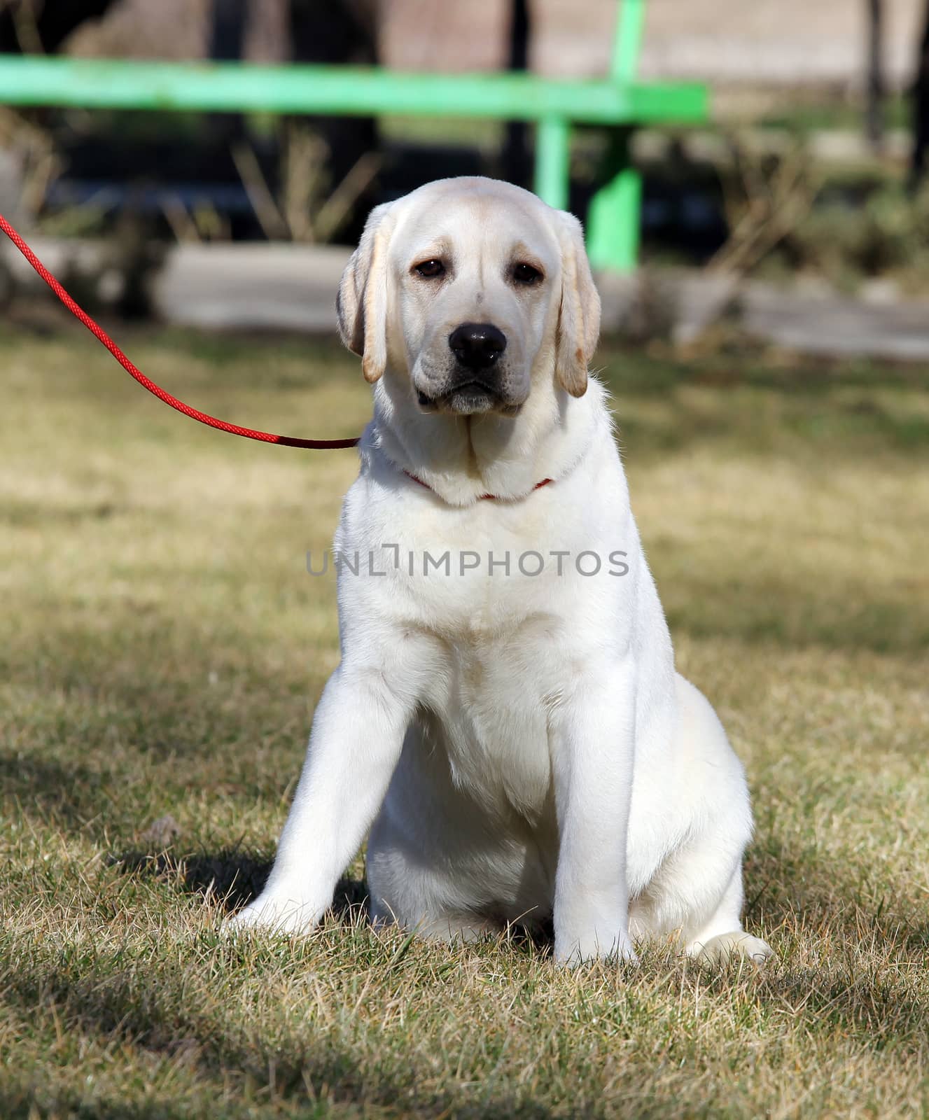 the yellow labrador sitting in the park