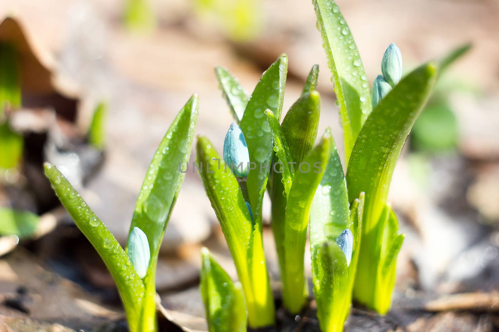 blue snowdrops, the first flower of spring  by kasynets_olena