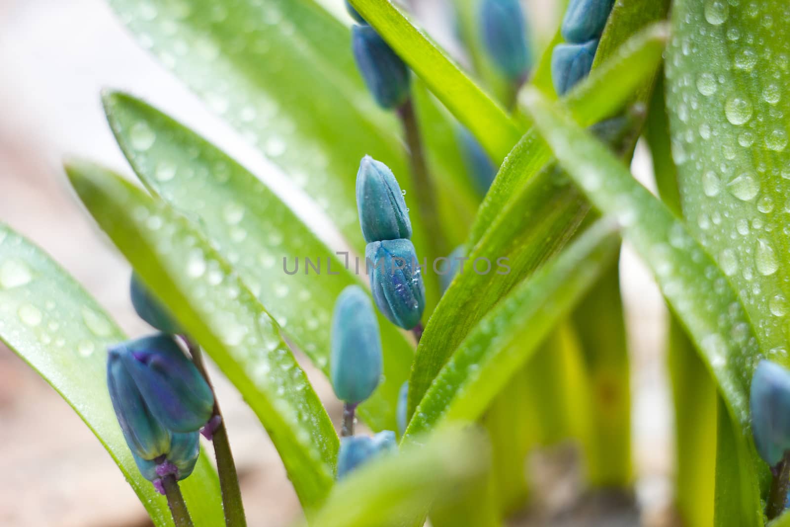 blue snowdrops, the first flower of spring  by kasynets_olena