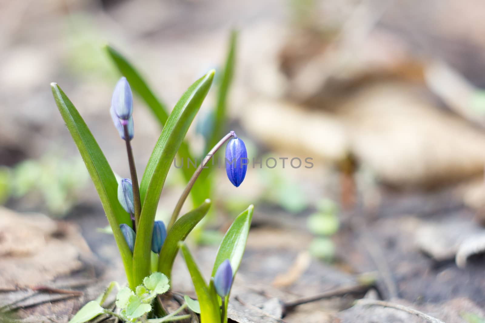 blue snowdrops, the first flower of spring  by kasynets_olena