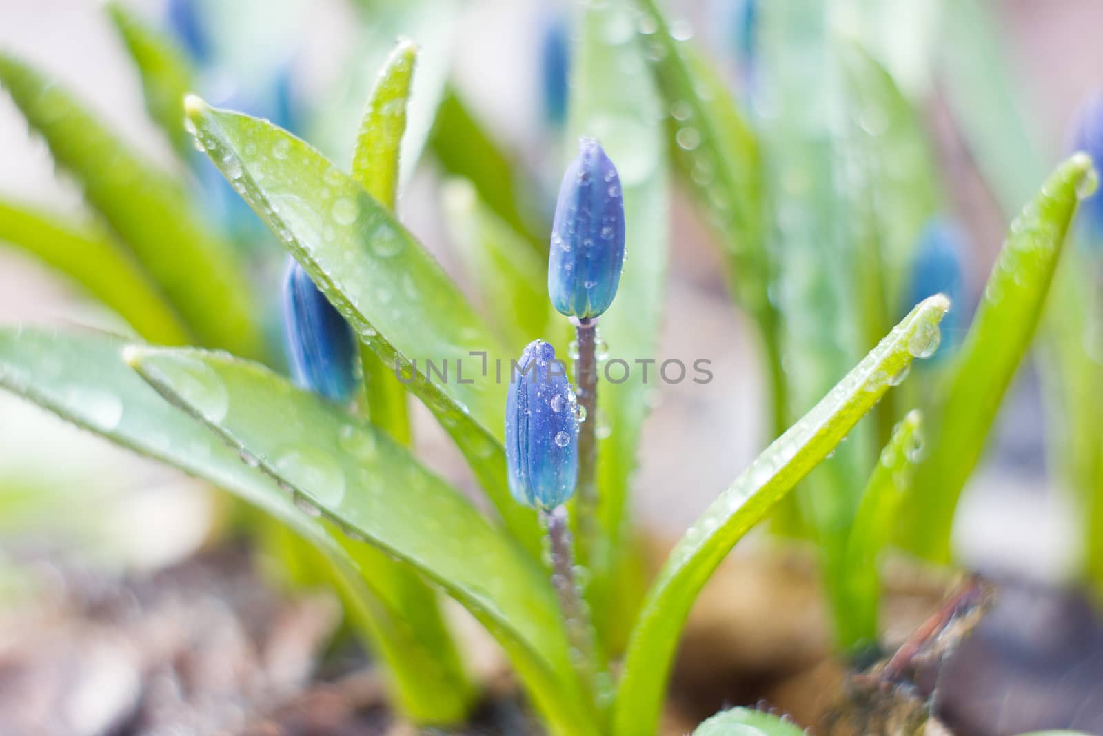 blue snowdrops, the first flower of spring  by kasynets_olena