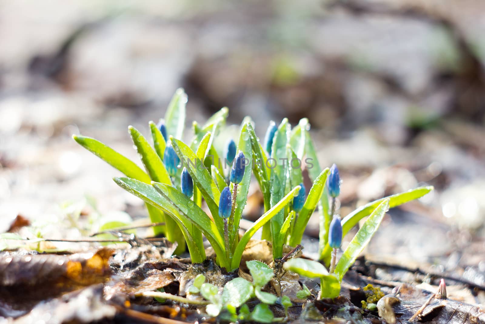 blue snowdrops, the first flower of spring  by kasynets_olena