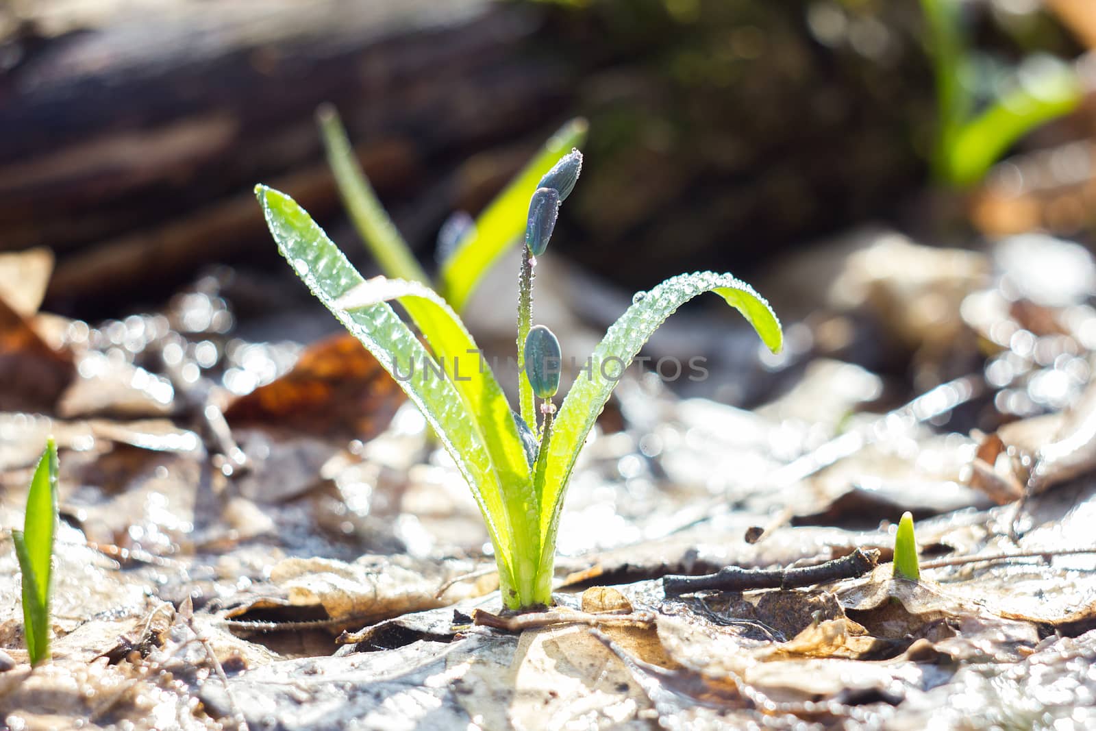 blue snowdrops, the first flower of spring  by kasynets_olena