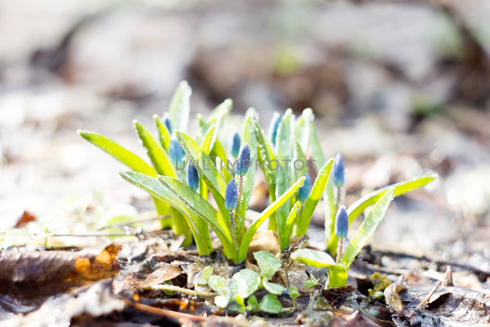 blue snowdrops, the first flower of spring  by kasynets_olena