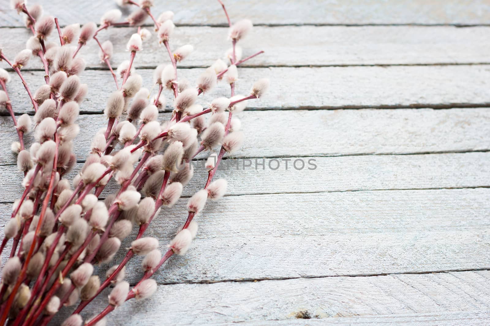 bouquet of a blossoming willow on a light wooden background, with a place for writing, concept for Easter