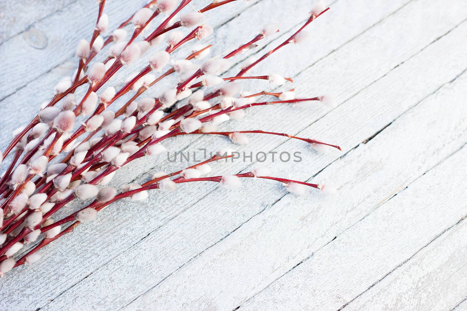 bouquet of a blossoming willow on a light wooden background, wit by kasynets_olena