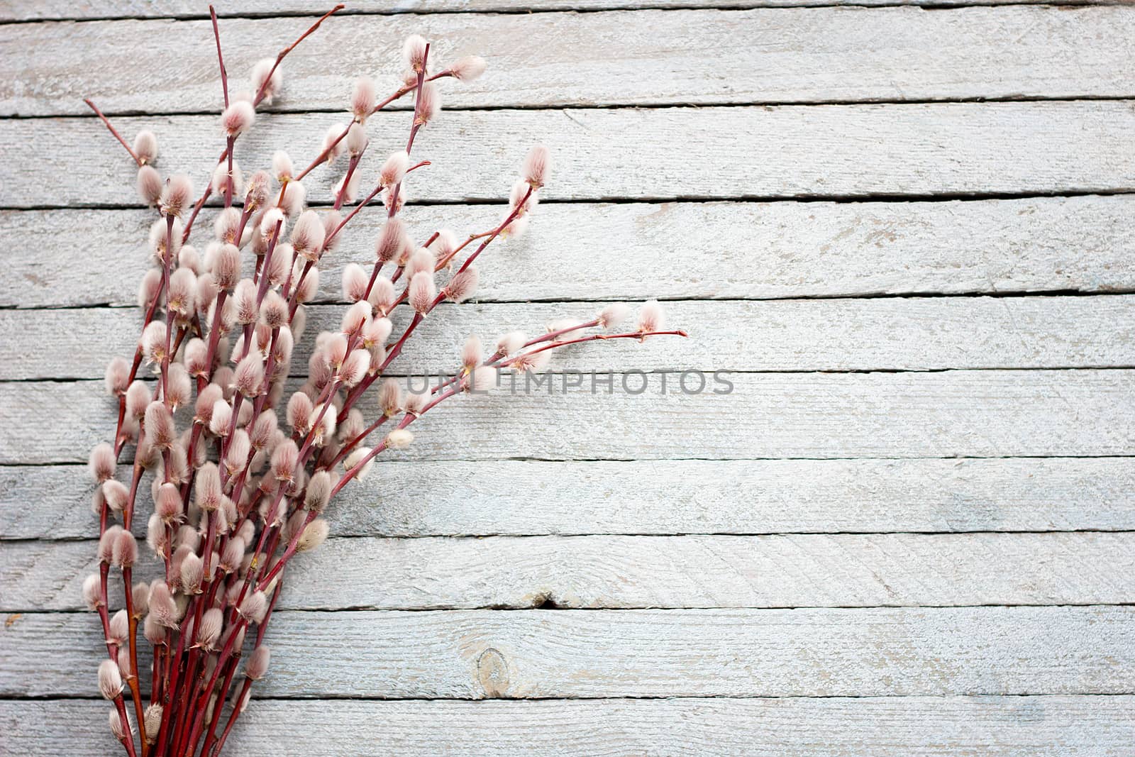 bouquet of a blossoming willow on a light wooden background, with a place for writing, concept for Easter