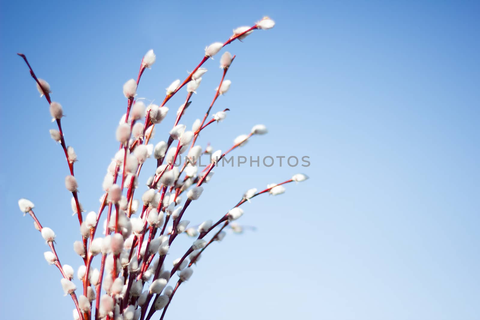 bouquet of a blossoming willow against the blue sky, Willow during flowering, concept for Easter