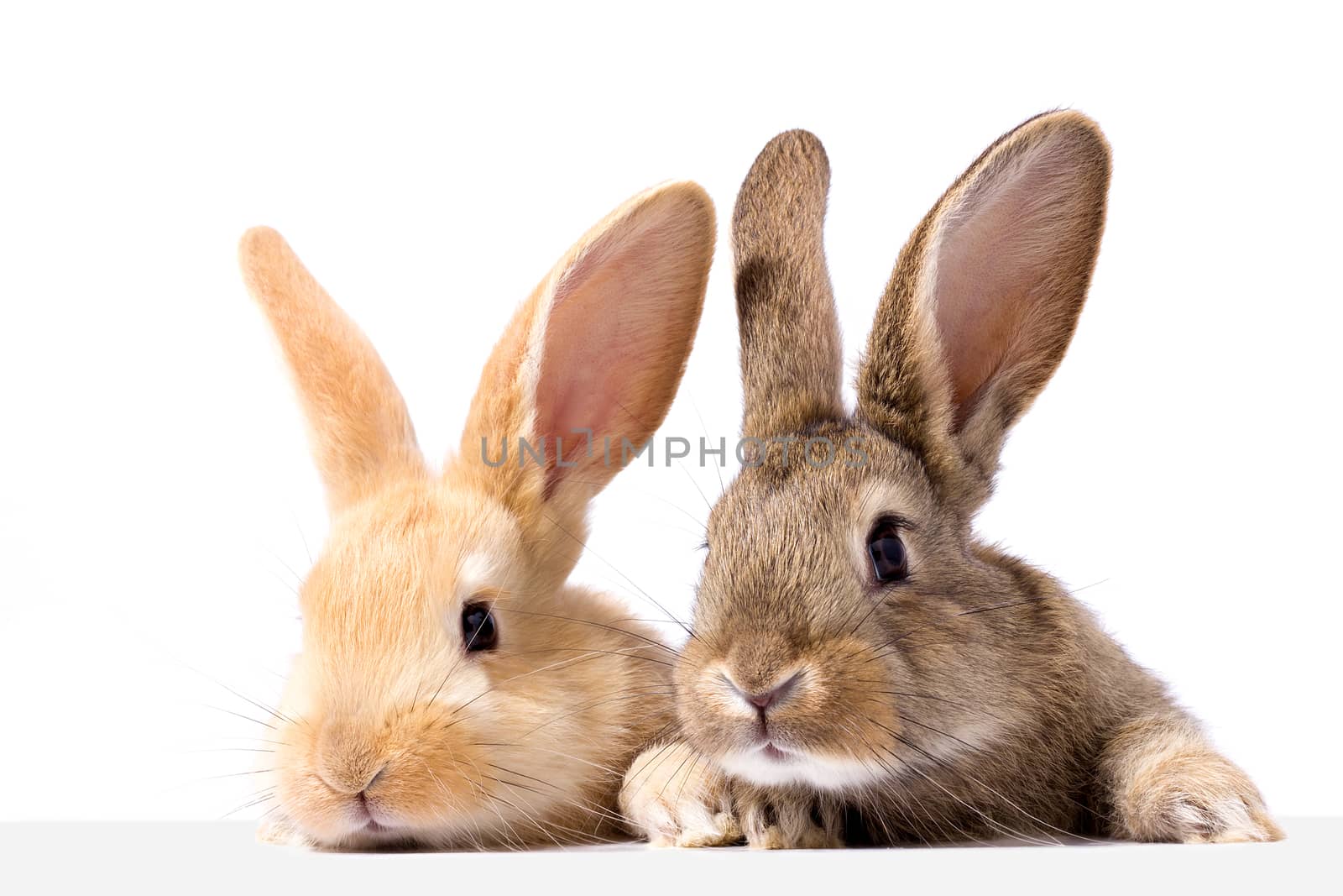 two fluffy bunnies look at the signboard. Isolated on white background Easter Bunny. Red and gray rabbit peeking. Rabbit ears