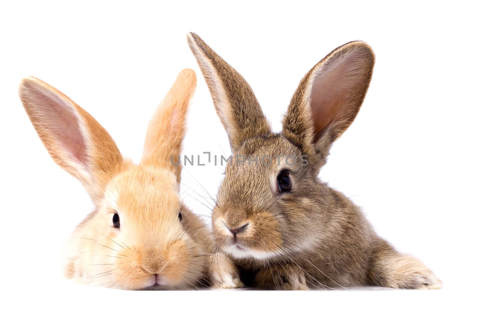 two fluffy bunnies look at the signboard. Isolated on white background Easter Bunny. Red and gray rabbit peeking. Rabbit ears