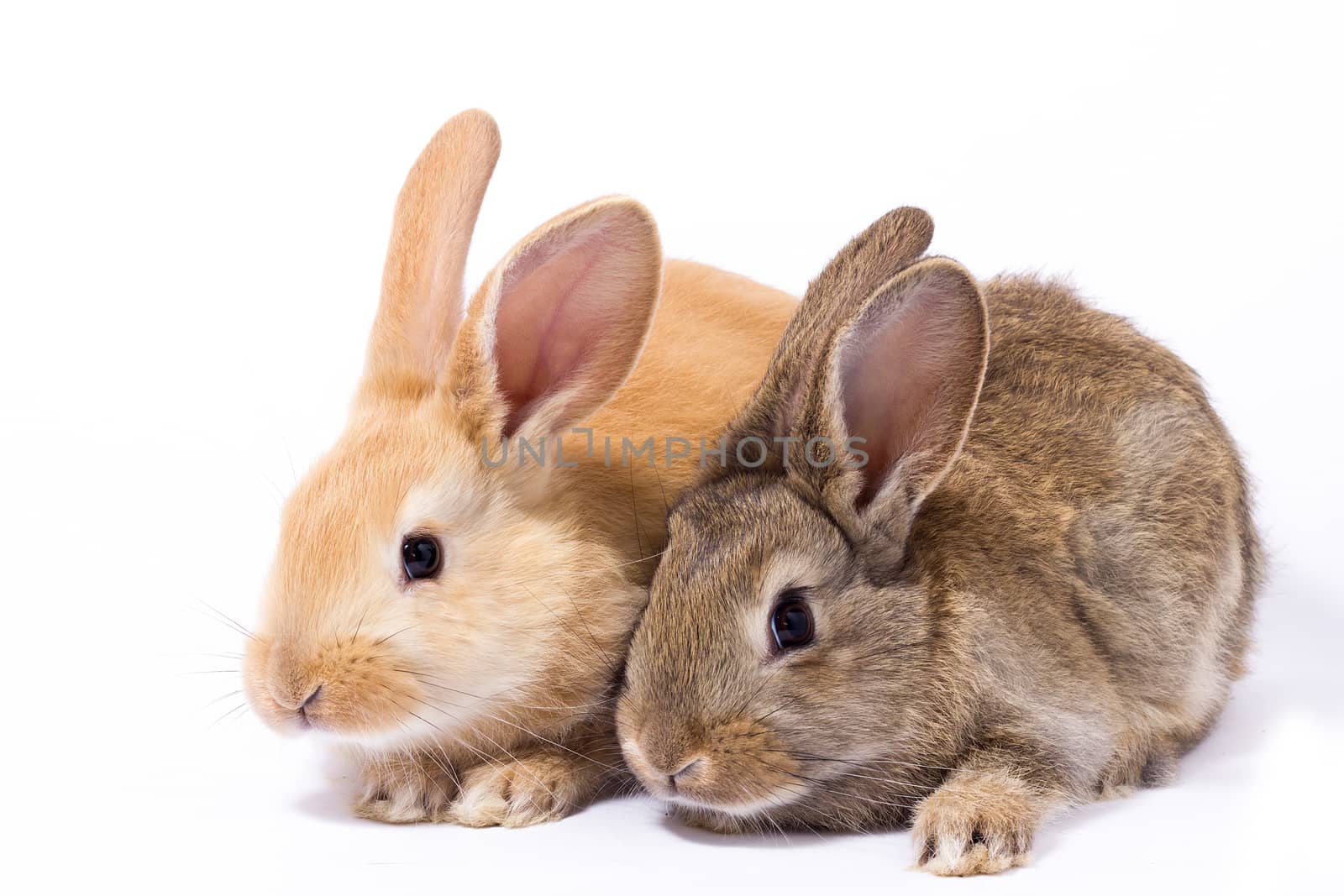 two small fluffy red bunny, isolate, Easter Bunny