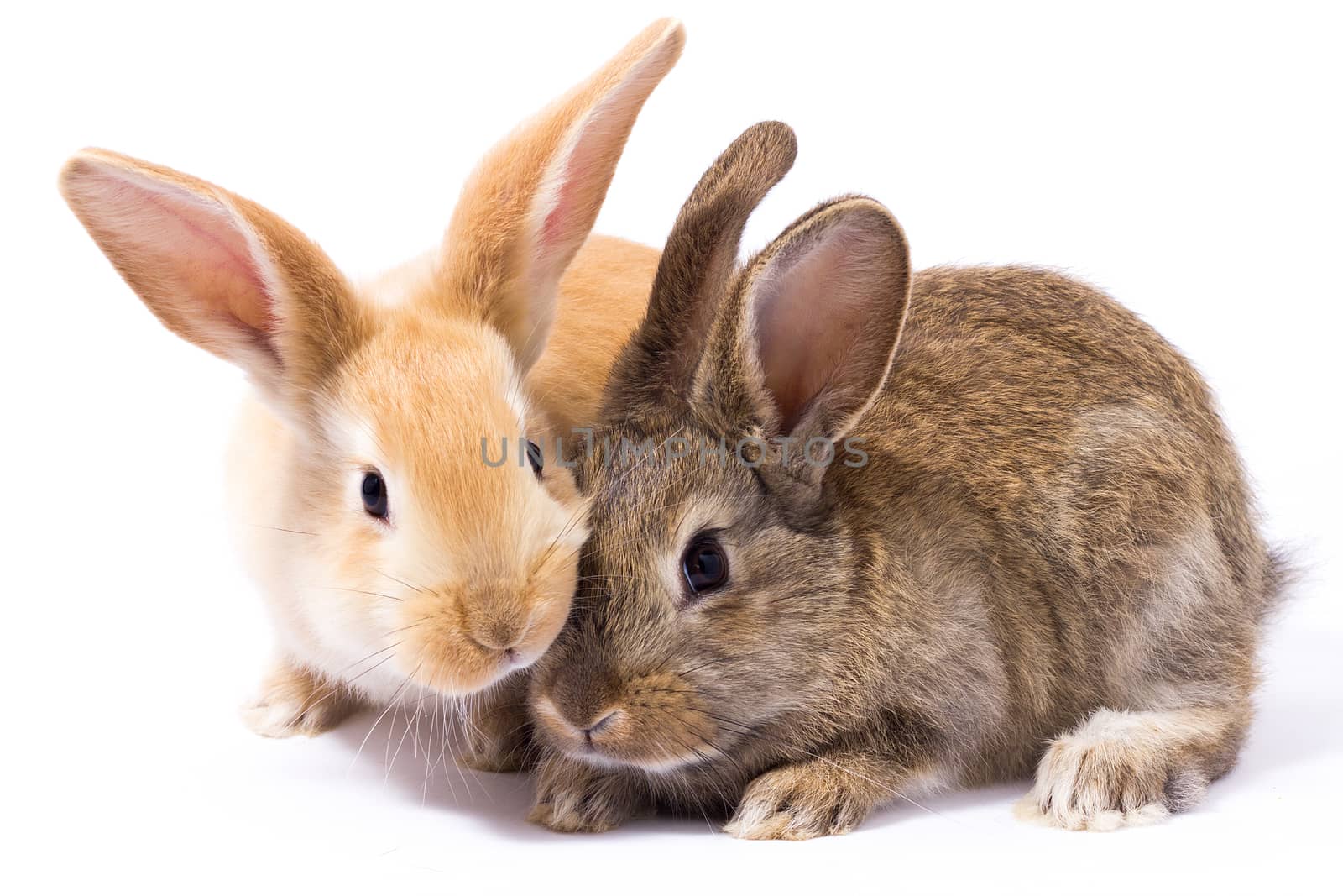 two small fluffy red bunny, isolate by kasynets_olena