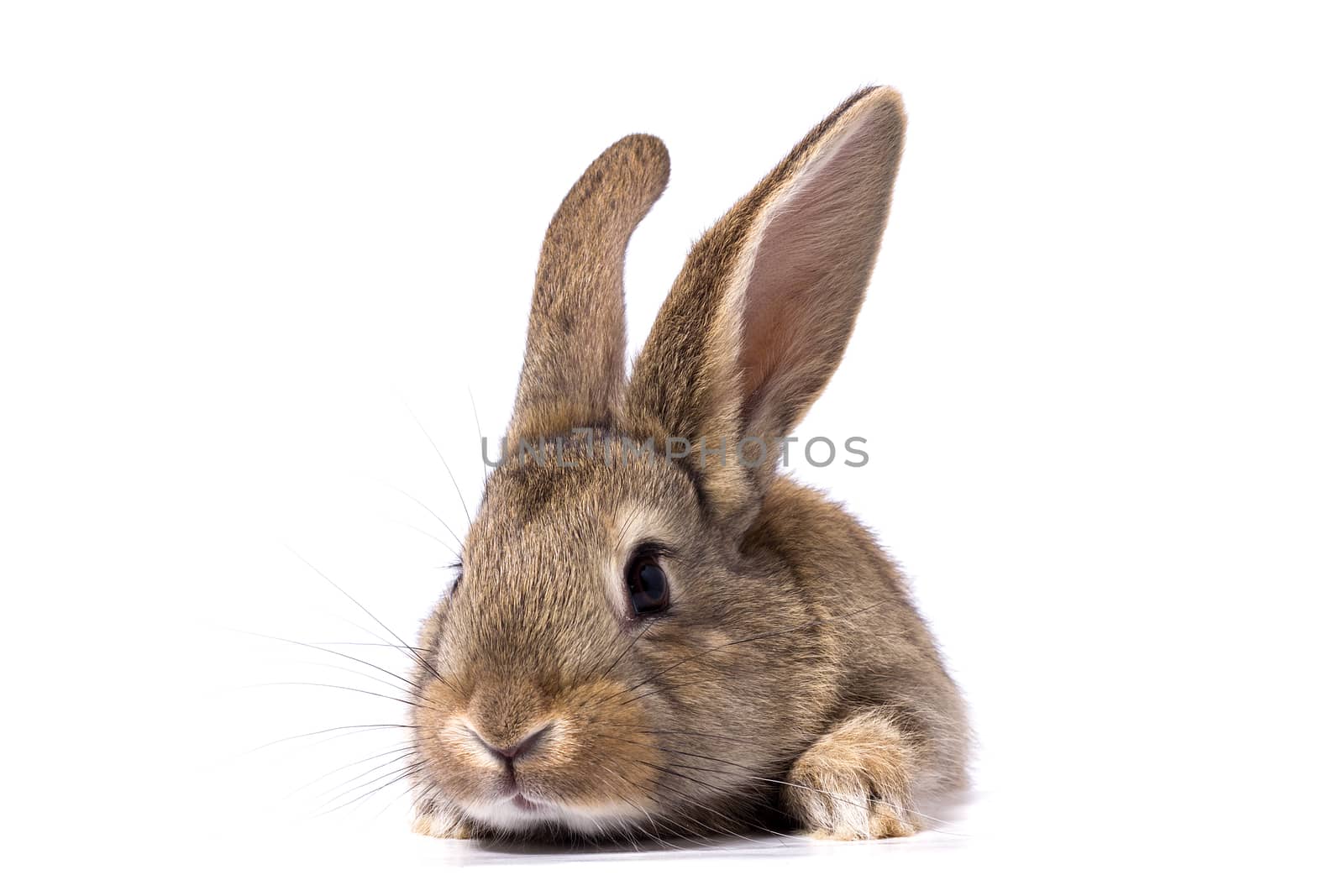 gray fluffy rabbit looking at the signboard. Isolated on white b by kasynets_olena