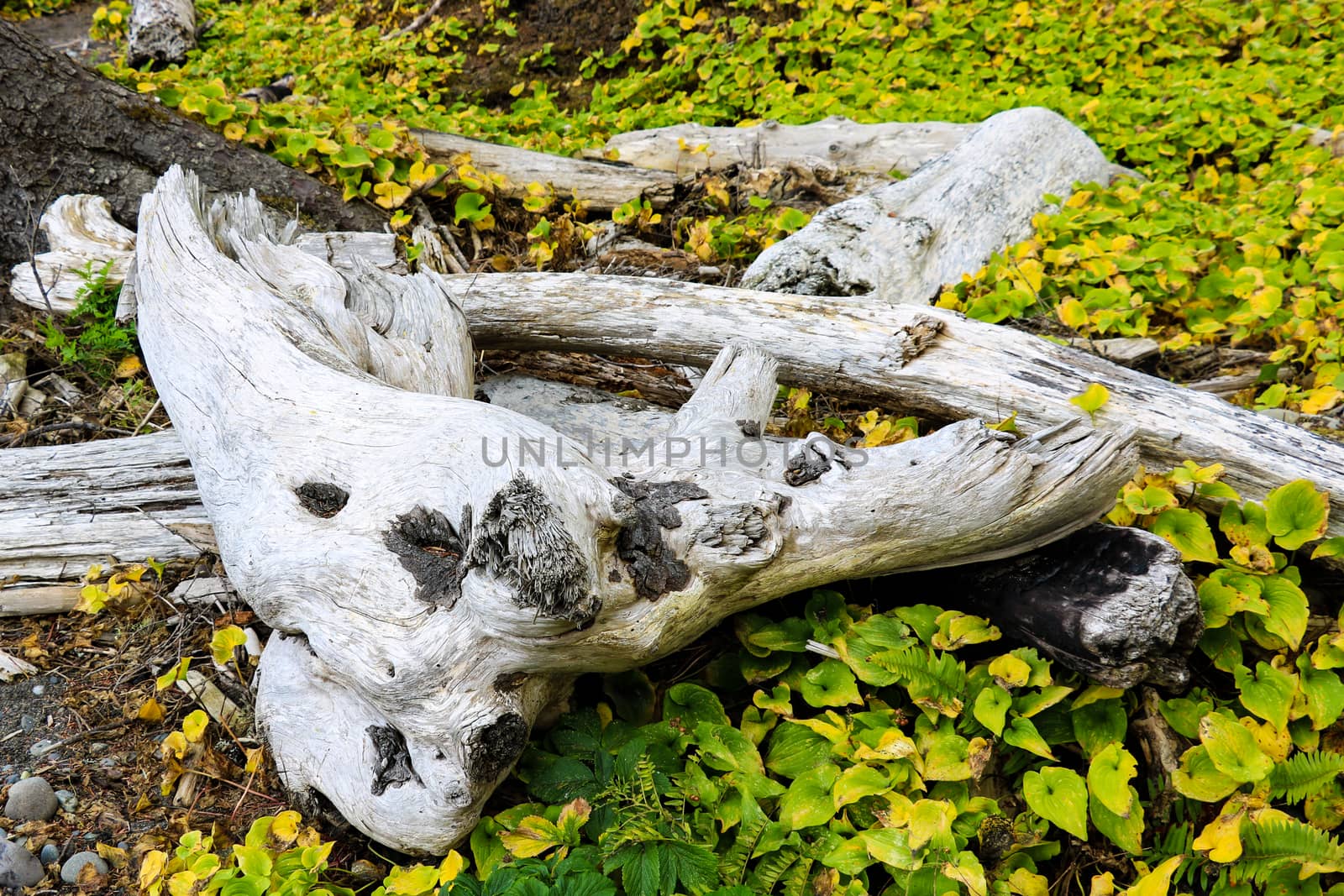 Driftwood on the coast surrounded by sand, rocks, vegetation, grasses. by kip02kas