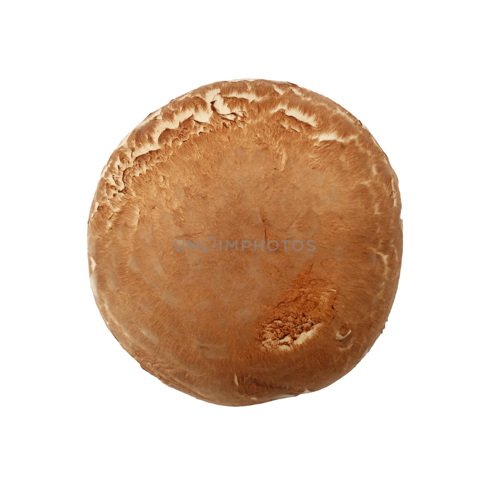 One brown portobello mushroom isolated on white by BreakingTheWalls