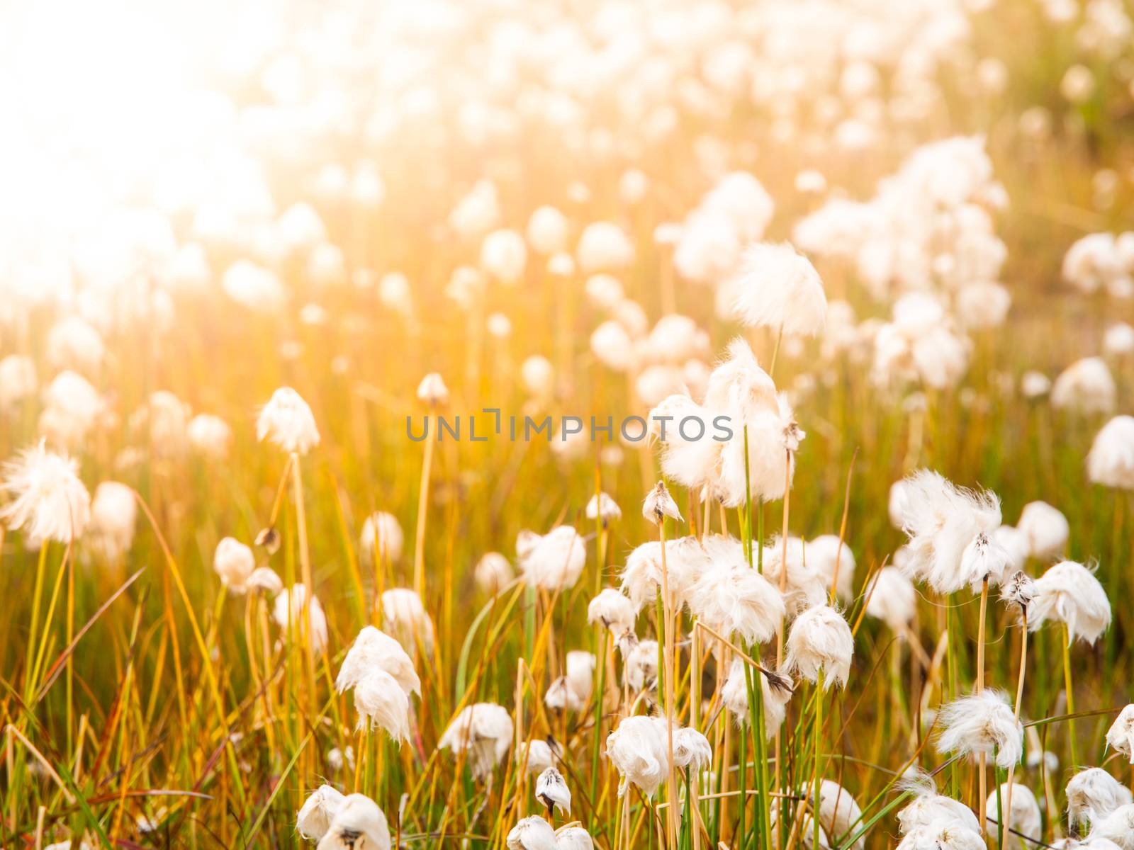 Cotton grass field on sunny day, Iceland by pyty