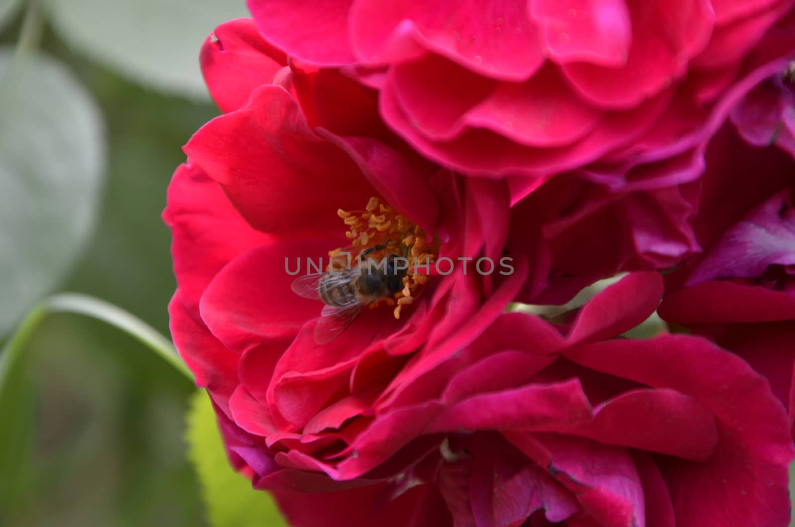 beautiful rose flowers