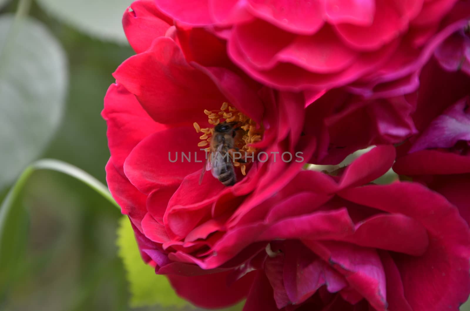 beautiful rose flowers